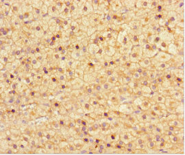 Immunohistochemistry of paraffin-embedded human adrenal gland tissue using NRBP2 Antibody at dilution of 1:100