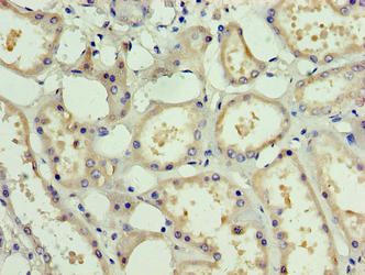 Immunohistochemistry of paraffin-embedded human kidney tissue using the antibody at dilution of 1:100Rabbit anti-Human PDRG1 Polyclonal Antibody