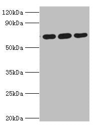 Western blot | All lanes: ATAD3A antibody at 4μg/ml | Lane 1: A549 whole cell lysate | Lane 2: Mouse spleen tissue | Lane 3: Mouse liver tissue | Secondary | Goat polyclonal to rabbit IgG at 1/10000 dilution | Predicted band size: 72, 67, 58 kDa | Observed band size: 72 kDa