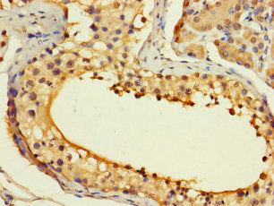 Immunohistochemistry of paraffin-embedded human testis tissue using the antibody at dilution of 1:100