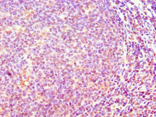 Immunohistochemistry of paraffin-embedded human tonsil tissue using the antibody at dilution of 1:100