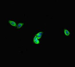 Immunofluorescent analysis of HepG2 cells using DNAH1 Antibody at dilution of 1:100 and Alexa Fluor 488-congugated AffiniPure Goat Anti-Rabbit IgG(H+L)Rabbit anti-Human DNAH1 Polyclonal Antibody