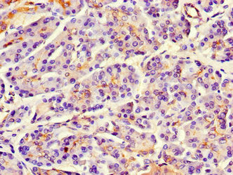 Immunohistochemistry of paraffin-embedded human pancreatic tissue using the antibody at dilution of 1:100