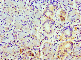 Immunohistochemistry of paraffin-embedded human pancreatic tissue using COPS7A Antibody at dilution of 1:100Rabbit anti-Human COPS7A Polyclonal Antibody