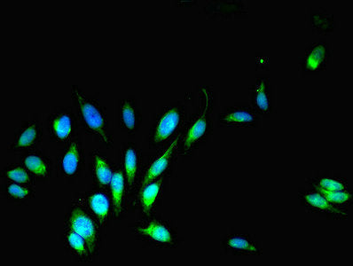 Immunofluorescent analysis of Hela cells using COPS7A Antibody at dilution of 1:100 and Alexa Fluor 488-congugated AffiniPure Goat Anti-Rabbit IgG(H+L)Rabbit anti-Human COPS7A Polyclonal Antibody