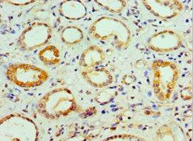 Immunohistochemistry of paraffin-embedded human kidney tissue using the antibody at dilution of 1:100Rabbit anti-Human COPS7A Polyclonal Antibody