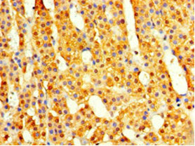 Immunohistochemistry of paraffin-embedded human adrenal gland tissue using COPS7A Antibody at dilution of 1:100Rabbit anti-Human COPS7A Polyclonal Antibody