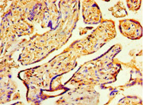 Immunohistochemistry of paraffin-embedded human placenta tissue using COPS7A Antibody at dilution of 1:100Rabbit anti-Human COPS7A Polyclonal Antibody