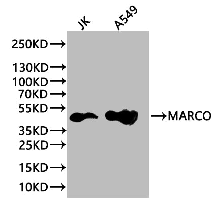 Western blot  | All lanes: MARCO antibody at 1.97µg/ml + Jurkat whole cell lysate  | Secondary  | Goat polyclonal to rabbit IgG at 1/10000 dilution  | Predicted band size: 53, 44 kDa  | Observed band size: 53 kDaRabbit anti-Human MARCO Polyclonal Antibody