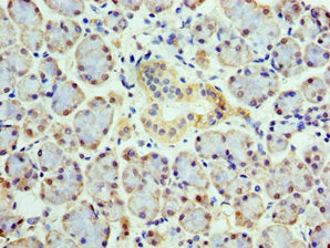 Immunohistochemistry of paraffin-embedded human pancreatic tissue using COPS4 Antibody at dilution of 1:100Rabbit anti-Human COPS4 Polyclonal Antibody