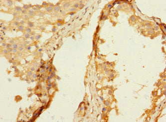 Immunohistochemistry of paraffin-embedded human testis tissue using NTM Antibody at dilution of 1:100Rabbit anti-Human NTM Polyclonal Antibody