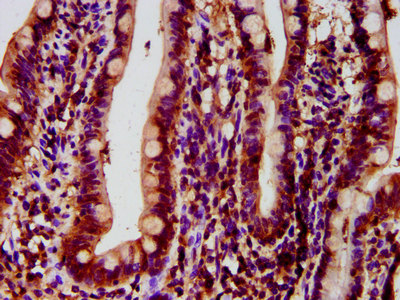 IHC image of FICD Antibody diluted at 1:500 and staining in paraffin-embedded human small intestine tissue performed on a Leica BondTM system. After dewaxing and hydration, antigen retrieval was mediated by high pressure in a citrate buffer (pH 6.0). Section was blocked with 10% normal goat serum 30min at RT. Then primary antibody (1% BSA) was incubated at 4°C overnight. The primary is detected by a biotinylated secondary antibody and visualized using an HRP conjugated SP system.Rabbit anti-Human FICD Polyclonal Antibody