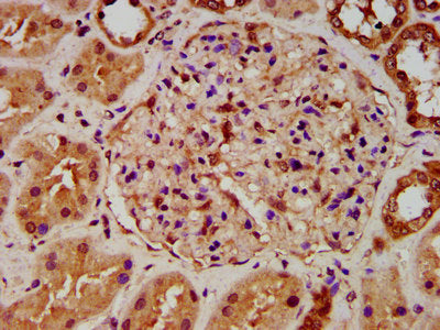 IHC image of FICD Antibody diluted at 1:500 and staining in paraffin-embedded human kidney tissue performed on a Leica BondTM system. After dewaxing and hydration, antigen retrieval was mediated by high pressure in a citrate buffer (pH 6.0). Section was blocked with 10% normal goat serum 30min at RT. Then primary antibody (1% BSA) was incubated at 4°C overnight. The primary is detected by a biotinylated secondary antibody and visualized using an HRP conjugated SP system.Rabbit anti-Human FICD Polyclonal Antibody