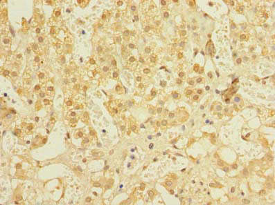 Immunohistochemistry of paraffin-embedded human adrenal gland tissue using NIF3L1 Antibody at dilution of 1:100Rabbit anti-Human NIF3L1 Polyclonal Antibody
