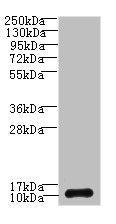 Western blot | All lanes: SH3BGRL3 antibody at 0.05μg/ml + U87 whole cell lysate | Secondary | Goat polyclonal to rabbit IgG at 1/10000 dilution | Predicted band size: 11 kDa | Observed band size: 11 kDaRabbit anti-Human SH3BGRL3 Polyclonal Antibody