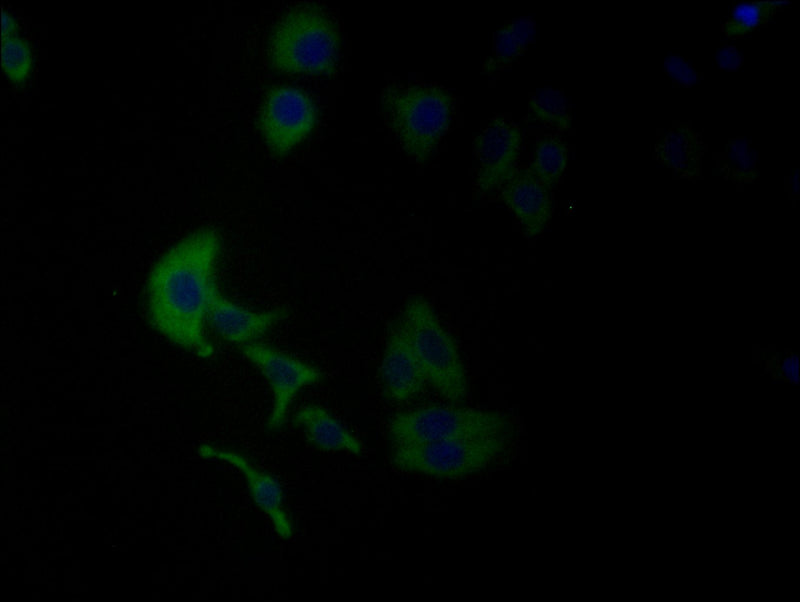 Immunofluorescence staining of HepG2 cell with LRRN3 Antibody at 1:25, counter-stained with DAPI. The cells were fixed in 4% formaldehyde and blocked in 10% normal Goat Serum. The cells were then incubated with the antibody overnight at 4°C. The secondary antibody was Alexa Fluor 488-congugated AffiniPure Goat Anti-Rabbit IgG(H+L).