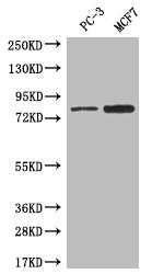 Western BlotPositive WB detected in: PC-3 whole cell lysate, MCF7 whole cell lysateAll lanes: LRRN3 antibody at 1:500SecondaryGoat polyclonal to rabbit IgG at 1/50000 dilutionPredicted band size: 80 kDaObserved band size: 80 kDa