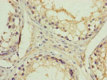 Immunohistochemistry of paraffin-embedded human testis tissue using RNF41 Antibody at dilution of 1:100Rabbit anti-Human RNF41 Polyclonal Antibody