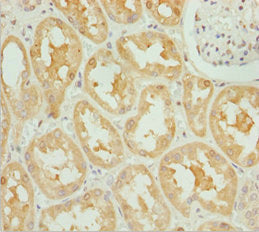 Immunohistochemistry of paraffin-embedded human kidney tissue using the antibody at dilution of 1:100Rabbit anti-Human OPA3 Polyclonal Antibody