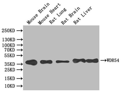 Western blot | All lanes: WD repeat-containing protein 54 at 2μg/ml + Mouse stomach tissue | Secondary | Goat polyclonal to rabbit IgG at 1/10000 dilution | Predicted band size: 36 kDa | Observed band size: 36 kDaRabbit anti-Human WDR54 Polyclonal Antibody