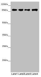 Western blot  | All lanes: COG4 antibody at 4.85µg/ml  | Lane 1: Mouse liver tissue  | Lane 2: Mouse gonadal tissue  | Lane 3: K562 whole cell lysate  | Lane 4: Hela whole cell lysate  | Secondary  | Goat polyclonal to rabbit IgG at 1/10000 dilution  | Predicted band size: 90, 39, 82 kDa  | Observed band size: 90 kDaRabbit anti-Human COG4 Polyclonal Antibody
