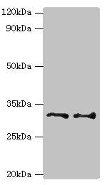 Western blot | All lanes: Tumor necrosis factor receptor superfamily member 27 antibody at 6μg/ml | Lane 1: HepG2 whole cell lysate | Lane 2: Hela whole cell lysate | Secondary | Goat polyclonal to rabbit IgG at 1/10000 dilution | Predicted band size: 33, 36 kDa | Observed band size: 33 kDaRabbit anti-Human EDA2R Polyclonal Antibody