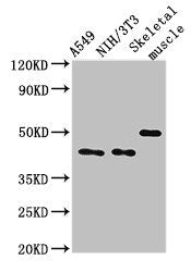 Western Blot | Positive WB detected in: A549 whole cell lysate, NIH/3T3 whole cell lysate, Mouse skeletal muscle tissue | All lanes: TRIM39 antibody at 3μg/ml | Secondary | Goat polyclonal to rabbit IgG at 1/50000 dilution | Predicted band size: 60, 57 kDa | Observed band size: 45, 50 kDaRabbit anti-Human TRIM39 Polyclonal Antibody