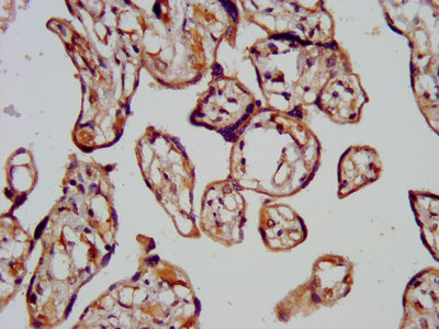 IHC image of CHMP1A Antibody diluted at 1:200 and staining in paraffin-embedded human placenta tissue performed on a Leica BondTM system. After dewaxing and hydration, antigen retrieval was mediated by high pressure in a citrate buffer (pH 6.0). Section was blocked with 10% normal goat serum 30min at RT. Then primary antibody (1% BSA) was incubated at 4°C overnight. The primary is detected by a biotinylated secondary antibody and visualized using an HRP conjugated SP system.Rabbit anti-Human CHMP1A Polyclonal Antibody