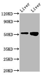 Western Blot | Positive WB detected in: Rat liver tissue, Mouse liver tissue | All lanes: PRSS16 antibody at 3.2μg/ml | Secondary | Goat polyclonal to rabbit IgG at 1/50000 dilution | Predicted band size: 56 kDa | Observed band size: 56 kDaRabbit anti-Human PRSS16 Polyclonal Antibody