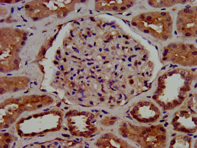 IHC image of C1GALT1 Antibody diluted at 1:1000 and staining in paraffin-embedded human kidney tissue performed on a Leica BondTM system. After dewaxing and hydration, antigen retrieval was mediated by high pressure in a citrate buffer (pH 6.0). Section was blocked with 10% normal goat serum 30min at RT. Then primary antibody (1% BSA) was incubated at 4°C overnight. The primary is detected by a biotinylated secondary antibody and visualized using an HRP conjugated SP system.