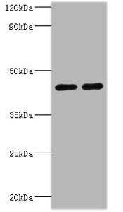 Western blot | All lanes: NAD-dependent protein deacetylase sirtuin-3, mitochondrial antibody at 2μg/ml | Lane 1: NIH/3T3 whole cell lysate | Lane 2: HepG2 whole cell lysate | Secondary | Goat polyclonal to rabbit IgG at 1/10000 dilution | Predicted band size: 44, 29 kDa | Observed band size: 44 kDaRabbit anti-Human SIRT3 Polyclonal Antibody