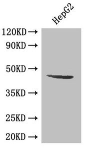 Western Blot | Positive WB detected in: HepG2 whole cell lysate | All lanes: SIRT3 antibody at 0.5μg/ml | Secondary | Goat polyclonal to rabbit IgG at 1/50000 dilution | Predicted band size: 44, 29 kDa | Observed band size: 44 kDaRabbit anti-Human SIRT3 Polyclonal Antibody