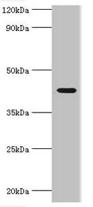 Western blot | All lanes: NAD-dependent protein deacetylase sirtuin-3, mitochondrial antibody at 1μg/ml + HepG2 whole cell lysate | Secondary | Goat polyclonal to rabbit IgG at 1/10000 dilution | Predicted band size: 44, 29 kDa | Observed band size: 44 kDaRabbit anti-Human SIRT3 Polyclonal Antibody