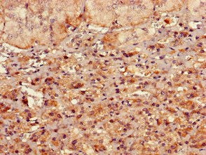 Immunohistochemistry of paraffin-embedded human adrenal gland tissue using RMND1 Antibody at dilution of 1:100Rabbit anti-Human RMND1 Polyclonal Antibody