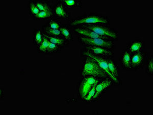 Immunofluorescent analysis of HepG2 cells using MSRB1 Antibody at dilution of 1:100 and Alexa Fluor 488-congugated AffiniPure Goat Anti-Rabbit IgG(H+L)Rabbit anti-Human MSRB1 Polyclonal Antibody