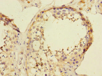 Immunohistochemistry of paraffin-embedded human testis tissue using ATXN10 Antibody at dilution of 1:100