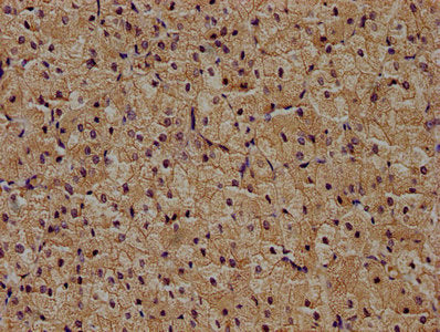 IHC image of ZRANB1 Antibody diluted at 1:400 and staining in paraffin-embedded human adrenal gland tissue performed on a Leica BondTM system. After dewaxing and hydration, antigen retrieval was mediated by high pressure in a citrate buffer (pH 6.0). Section was blocked with 10% normal goat serum 30min at RT. Then primary antibody (1% BSA) was incubated at 4°C overnight. The primary is detected by a biotinylated secondary antibody and visualized using an HRP conjugated SP system.Rabbit anti-Human ZRANB1 Polyclonal Antibody