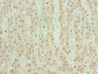 Immunohistochemistry of paraffin-embedded human adrenal gland tissue using SERTAD1 Antibody at dilution of 1:100Rabbit anti-Human SERTAD1 Polyclonal Antibody
