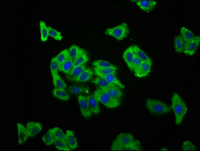 Immunofluorescence staining of HepG2 cells with SCN11A Antibody at 1:166, counter-stained with DAPI. The cells were fixed in 4% formaldehyde, permeabilized using 0.2% Triton X-100 and blocked in 10% normal Goat Serum. The cells were then incubated with the antibody overnight at 4°C. The secondary antibody was Alexa Fluor 488-congugated AffiniPure Goat Anti-Rabbit IgG(H+L).Rabbit anti-Human SCN11A Polyclonal Antibody