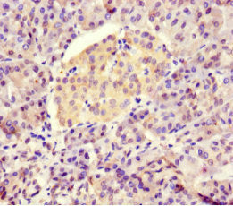 Immunohistochemistry of paraffin-embedded human pancreatic tissue using BTNL2 Antibody at dilution of 1:100