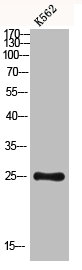Western blot analysis of K562 using Dectin-2 antibody. Antibody was diluted at 1:1000. Secondary antibody  was diluted at 1:20000Rabbit anti-Human CLEC6A Polyclonal Antibody