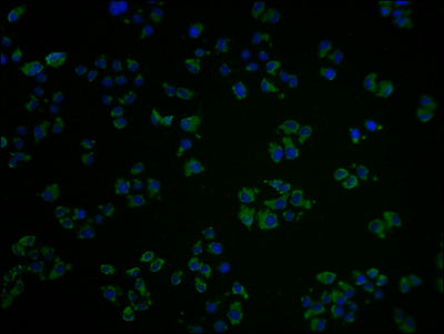 Immunofluorescence staining of Hela cells with OR10A2 Antibody at 1:100, counter-stained with DAPI. The cells were fixed in 4% formaldehyde and blocked in 10% normal Goat Serum. The cells were then incubated with the antibody overnight at 4°C. The secondary antibody was Alexa Fluor 488-congugated AffiniPure Goat Anti-Rabbit IgG(H+L).Rabbit anti-Human OR10A2 Polyclonal Antibody