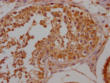 IHC image of the antibody diluted at 1:200 and staining in paraffin-embedded human testis tissue performed on a Leica BondTM system. After dewaxing and hydration, antigen retrieval was mediated by high pressure in a citrate buffer (pH 6.0). Section was blocked with 10% normal goat serum 30min at RT. Then primary antibody (1% BSA) was incubated at 4°C overnight. The primary is detected by a Goat anti-rabbit polymer IgG labeled by HRP and visualized using 0.05% DAB.Rabbit anti-Human OR10A2 Polyclonal Antibody