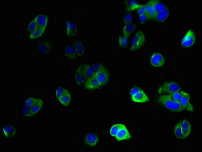 Immunofluorescent analysis of MCF-7 cells using the antibody at dilution of 1:100 and Alexa Fluor 488-congugated AffiniPure Goat Anti-Rabbit IgG(H+L)Rabbit anti-Human IFI27L2 Polyclonal Antibody