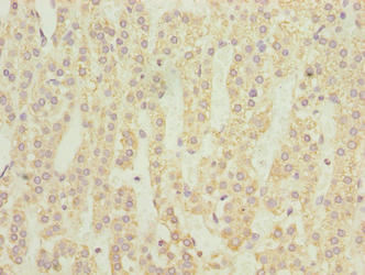Immunohistochemistry of paraffin-embedded human adrenal gland tissue using NMUR1 Antibody at dilution of 1:100Rabbit anti-Human NMUR1 Polyclonal Antibody