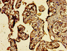 Immunohistochemistry of paraffin-embedded human placenta tissue using C3orf14 Antibody at dilution of 1:100