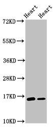 Western Blot | Positive WB detected in: Rat heart tissue, Mouse heart tissue | All lanes: C3orf14 antibody at 2.7μg/ml | Secondary | Goat polyclonal to rabbit IgG at 1/50000 dilution | Predicted band size: 16 kDa | Observed band size: 16 kDa