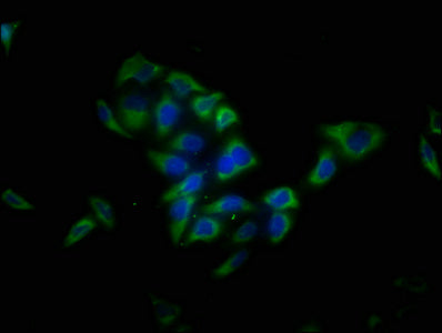 Immunofluorescence staining of Hela cells with LRTM1 Antibody at 1:13, counter-stained with DAPI. The cells were fixed in 4% formaldehyde, permeabilized using 0.2% Triton X-100 and blocked in 10% normal Goat Serum. The cells were then incubated with the antibody overnight at 4°C. The secondary antibody was Alexa Fluor 488-congugated AffiniPure Goat Anti-Rabbit IgG(H+L).