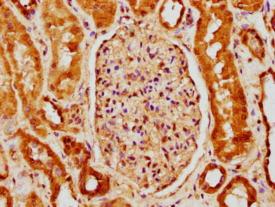 IHC image of the antibody diluted at 1:150 and staining in paraffin-embedded human kidney tissue performed on a Leica BondTM system. After dewaxing and hydration, antigen retrieval was mediated by high pressure in a citrate buffer (pH 6.0). Section was blocked with 10% normal goat serum 30min at RT. Then primary antibody (1% BSA) was incubated at 4°C overnight. The primary is detected by a biotinylated secondary antibody and visualized using an HRP conjugated SP system.