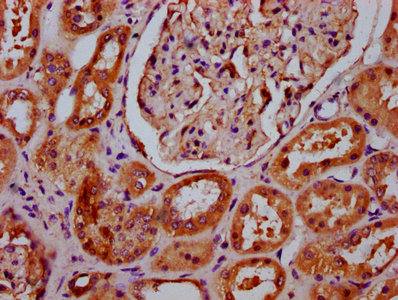IHC image of APMAP Antibody diluted at 1:400 and staining in paraffin-embedded human kidney tissue performed on a Leica BondTM system. After dewaxing and hydration, antigen retrieval was mediated by high pressure in a citrate buffer (pH 6.0). Section was blocked with 10% normal goat serum 30min at RT. Then primary antibody (1% BSA) was incubated at 4°C overnight. The primary is detected by a biotinylated secondary antibody and visualized using an HRP conjugated SP system.Rabbit anti-Human APMAP Polyclonal Antibody